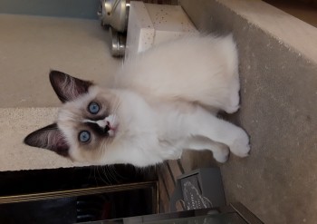 femelle seal point-mitted - Chatterie Ragdolls du Val de Beauvoir